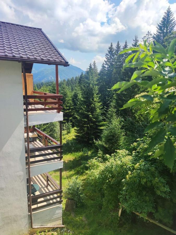 Green Studio Predeal Bagian luar foto